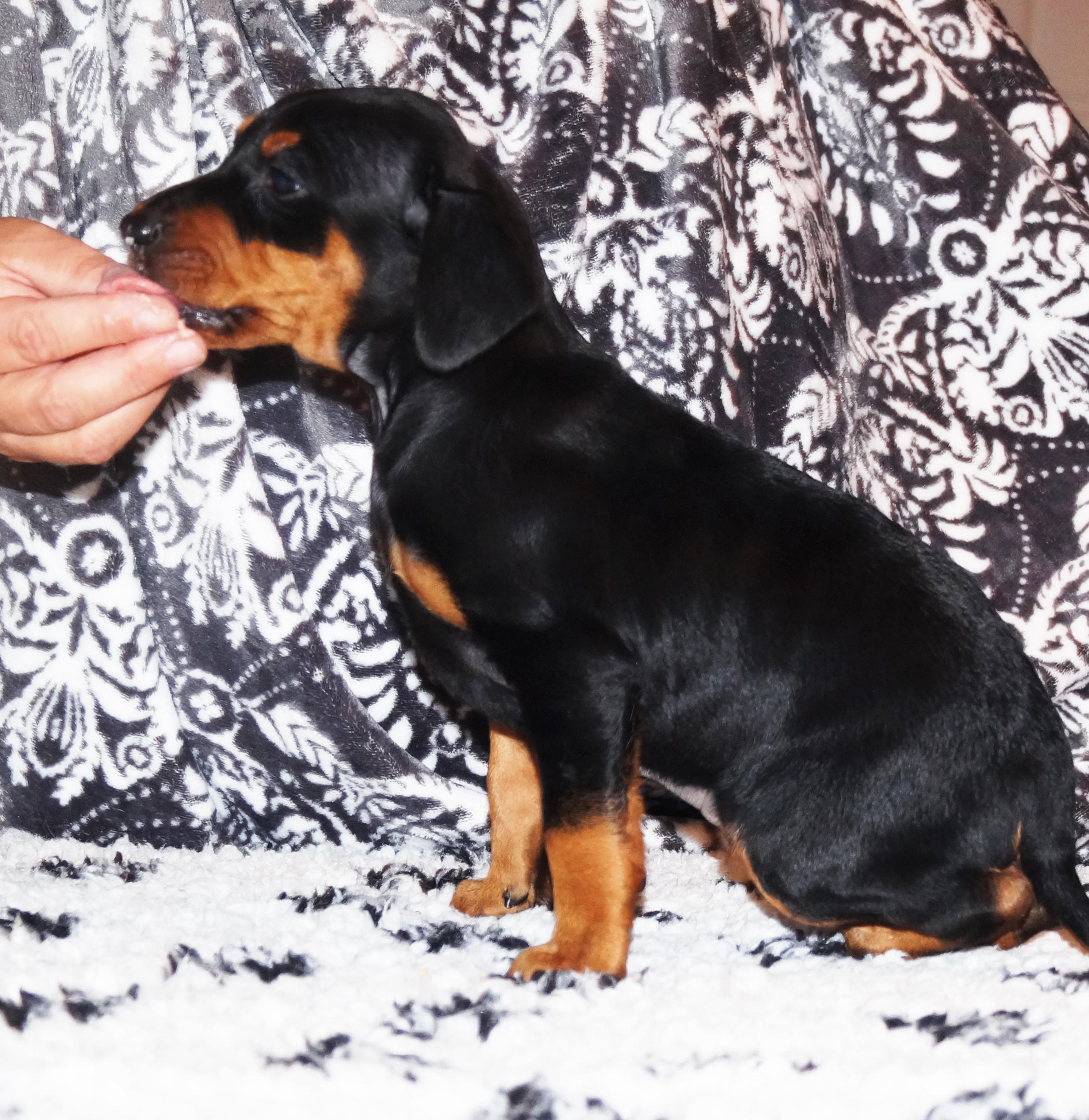 Pinscher * Xélanc Incredible Ivanhoe 6 veckor